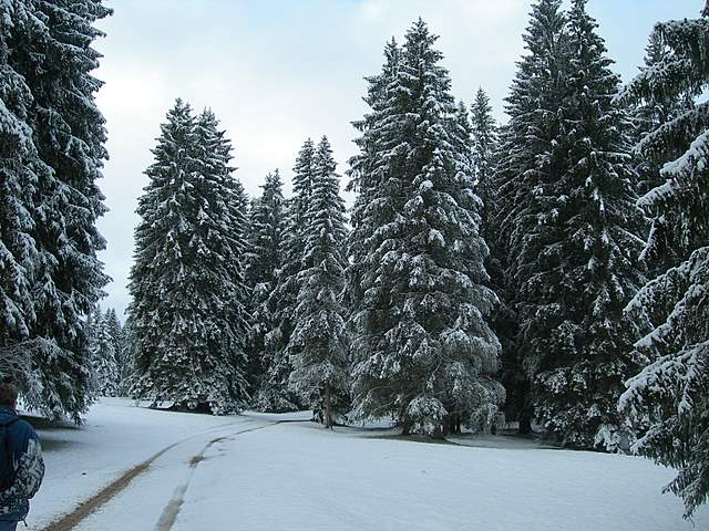 Macromiceti jurassiani � la lunga ricerca